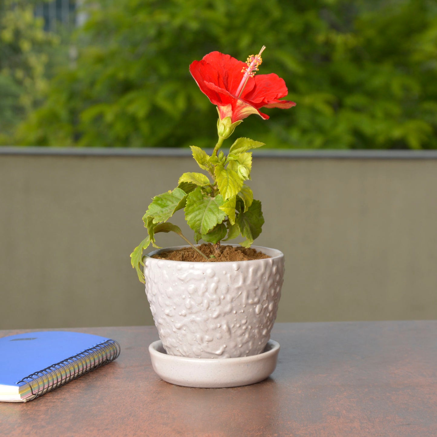Hand Painted Ceramic Planter Pot with Tray (Grey, Diameter - 9 cm, Height - 8 cm)