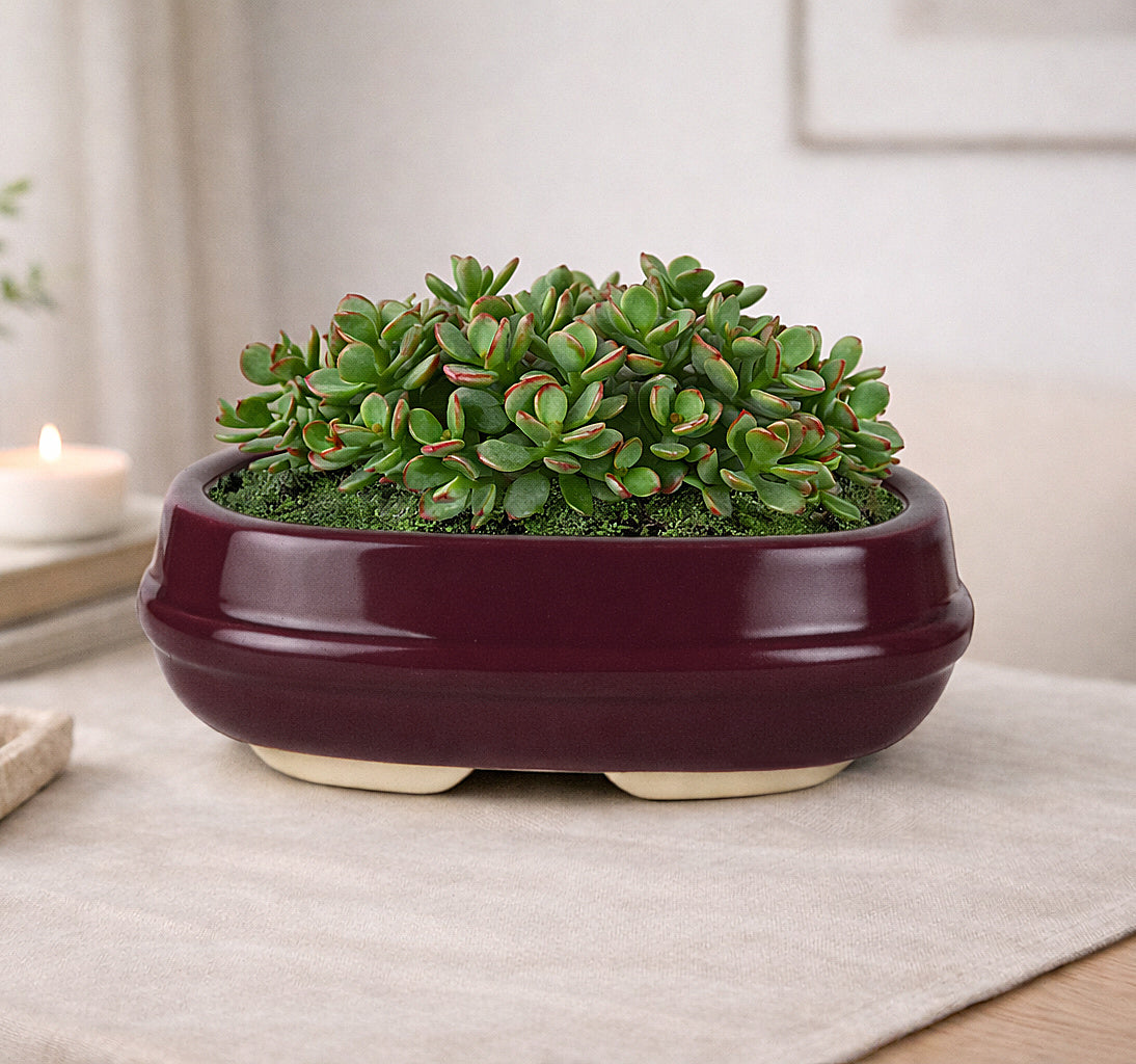 Ceramic Oval Bonsai Planter Pot (Maroon, L x B x H – 19 cm x 13 cm x 7 cm)